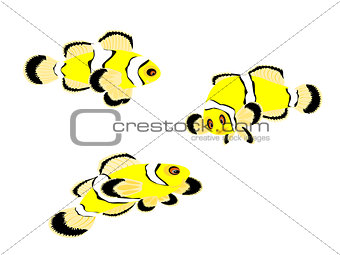 False Percula Clown Fish