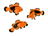 Red Saddle-back Clown Fish