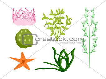 Ocean Plants and Star Fish