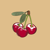 Cherry in vintage style. Colored vector illustration