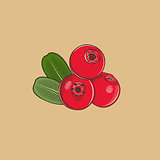 Cowberry in vintage style. Colored vector illustration