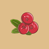 Cranberry in vintage style. Colored vector illustration