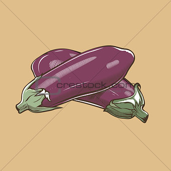 Eggplants in vintage style. Colored vector illustration
