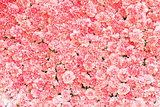 Beautiful pink carnation flower