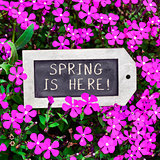 chalkboard with the text spring is here