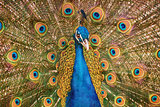 Portrait Of Peacock