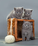 British kitten with a ball of wool in basket
