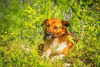 Young dog laying in the meadow grass