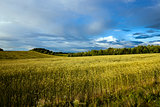 wheat field ,  Stormy