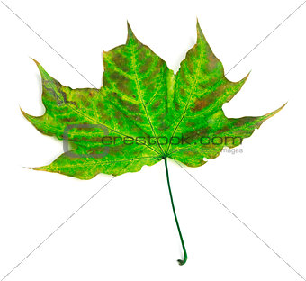 Multicolor maple-leaf
