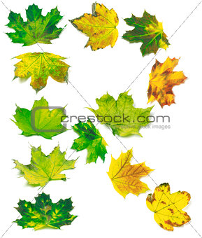 Letter R composed of multicolor maple leafs