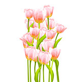 Flower tulip background.