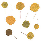 Autumn birch Betula, aspen or Populus tremula leaves