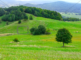 Sammer hilly meadow