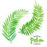 Watercolour Palm Leaves