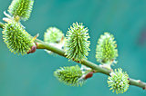 Pussy-willow buds