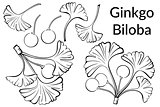 Ginkgo Biloba Leaves Pictograms
