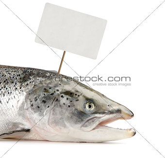 Salmon fish with price tag