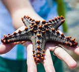 Holding a starfish