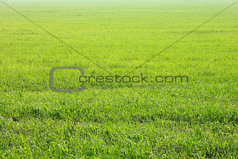 Background of green grass, texture from field. Summer landscape.