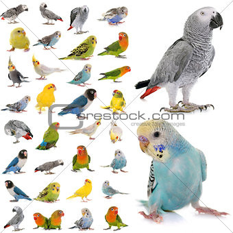 group of parakeets and parrots