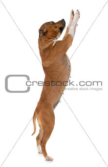 stafforshire bull terrier