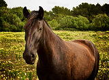 Beauty Brown Horse