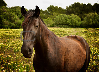 Beauty Brown Horse