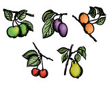 Sketch Fruit vector pack