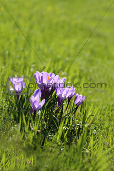 Photo of purple crocuses 