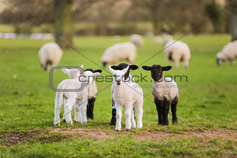 Spring Lambs Baby Sheep in A Field