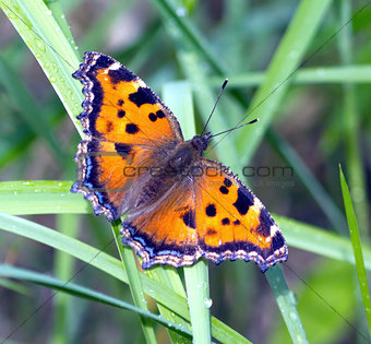 Butterfly urticaria in grass closeup