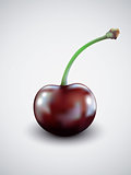 One cherry isolated on white background. 