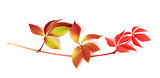 Multicolor autumn branch of grapes leaves (Parthenocissus quinqu