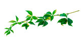 Green twig of grapes leaves (Parthenocissus quinquefolia foliage