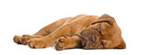 Dogue de Bordeaux puppy lying and sleeping in front of a white b