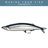 Saury. Marine Food Fish