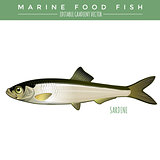 Sardine. Marine Food Fish