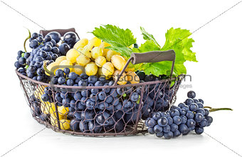 Basket blue and white grapes with green leaf