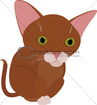 Funny brown cat with big green eyes isolated on white