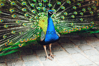 Peacock displaying his plumage