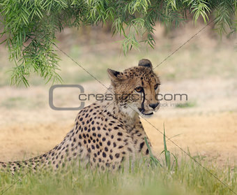 Cheetah (Acinonyx jubatus) Resting