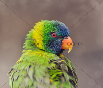Parrot (Rainbow Lorikeet)