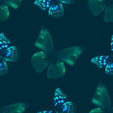 butterfly seamless 00 black