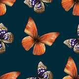 butterfly seamless 00