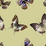butterfly seamless 06