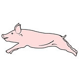 Pig vector design.