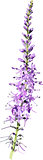 vector purple wild flower