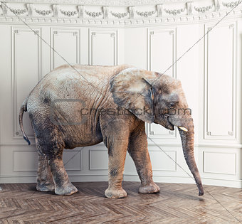 elephant  in the room