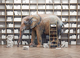 elephant  in the  library